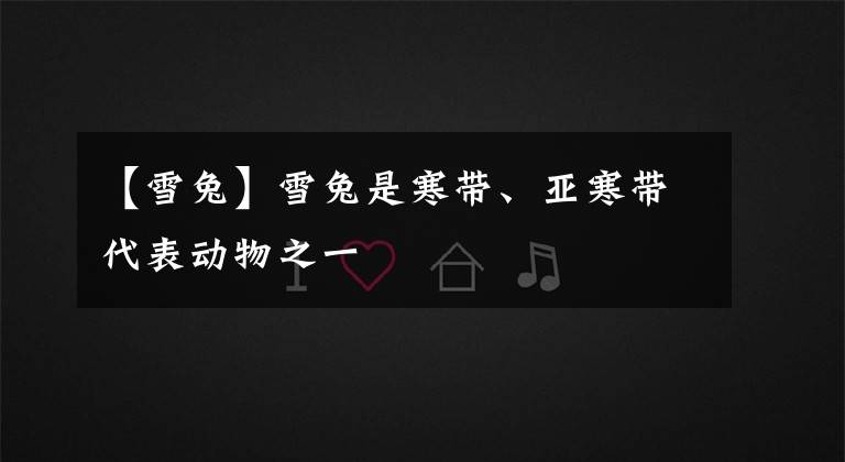 【雪兔】雪兔是寒带、亚寒带代表动物之一