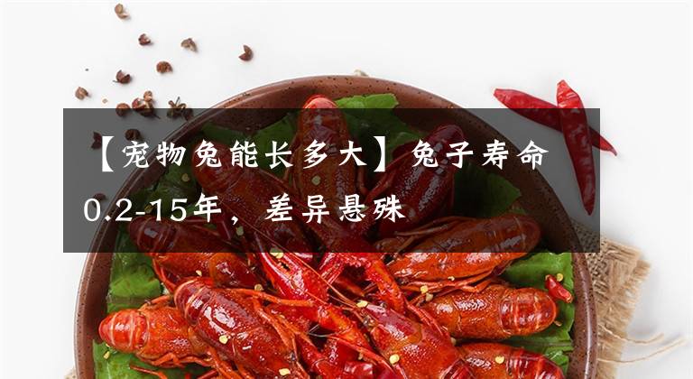 【宠物兔能长多大】兔子寿命0.2-15年,差异悬殊