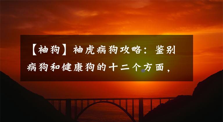 【袖狗】袖虎病狗攻略：鉴别病狗和健康狗的十二个方面，你知道几个？