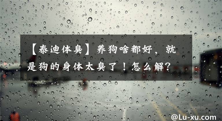 【泰迪体臭】养狗啥都好,就是狗的身体太臭了!怎么解?