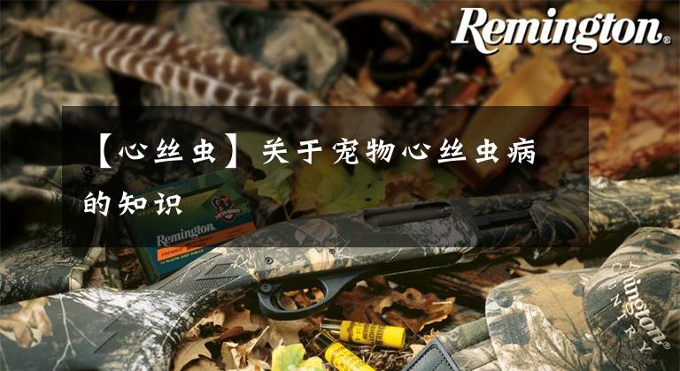 【心丝虫】关于宠物心丝虫病的知识