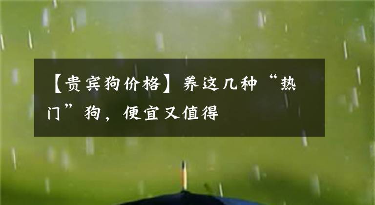 【贵宾狗价格】养这几种“热门”狗,便宜又值得