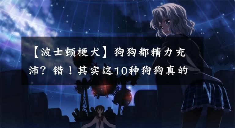 【波士顿梗犬】狗狗都精力充沛？错！其实这10种狗狗真的很懒…