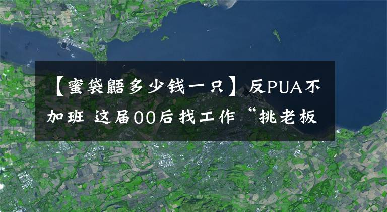 【蜜袋鼯多少钱一只】反PUA不加班 这届00后找工作“挑老板”