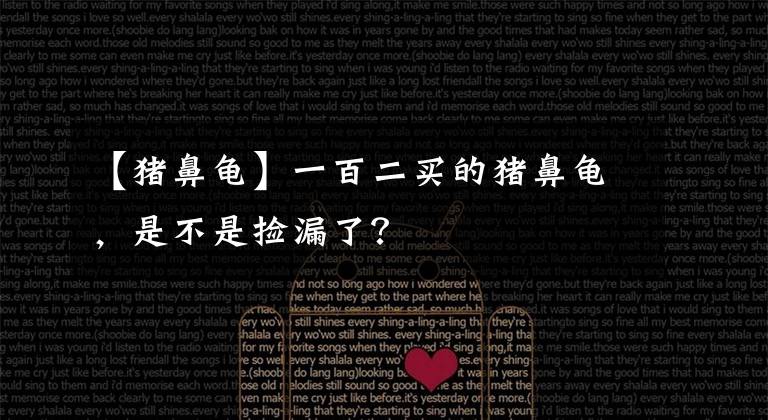 【猪鼻龟】一百二买的猪鼻龟,是不是捡漏了?