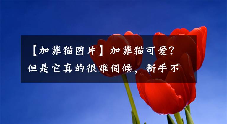 【加菲猫图片】加菲猫可爱?但是它真的很难伺候,新手不建议养加菲