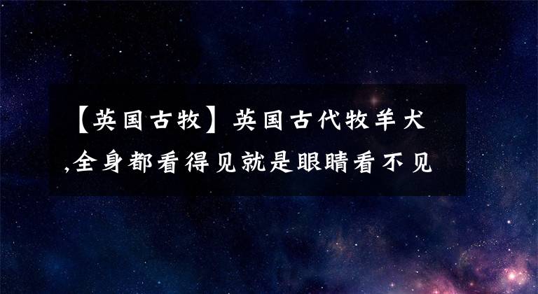 【英国古牧】英国古代牧羊犬,全身都看得见就是眼睛看不见的牧羊犬