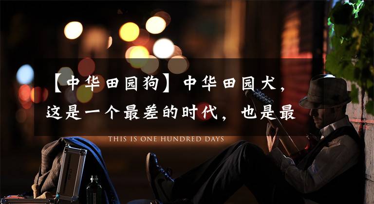 【中华田园狗】中华田园犬，这是一个最差的时代，也是最好的时代