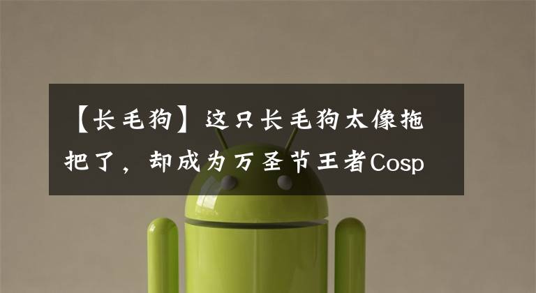 【长毛狗】这只长毛狗太像拖把了，却成为万圣节王者Cosplayer！