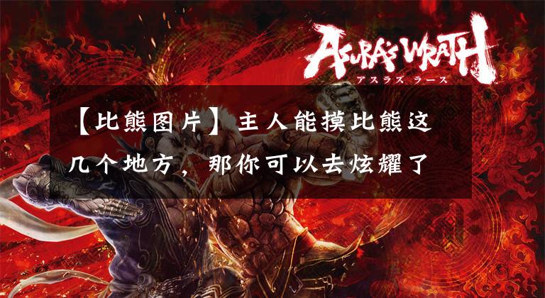 【比熊图片】主人能摸比熊这几个地方，那你可以去炫耀了，它是爱你的