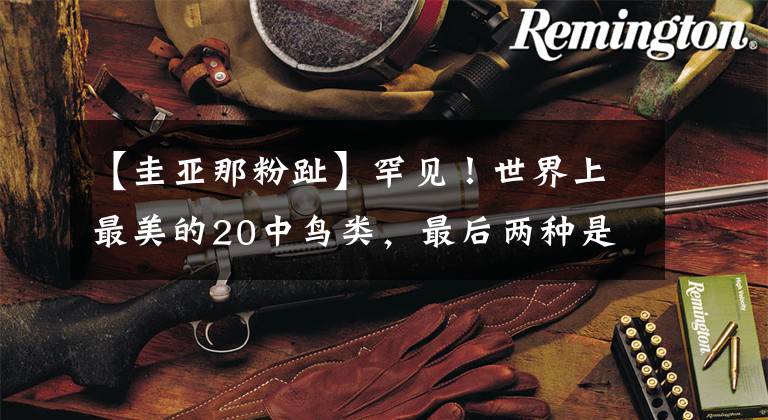 【圭亚那粉趾】罕见！世界上最美的20中鸟类，最后两种是化妆了吗？太美啦！