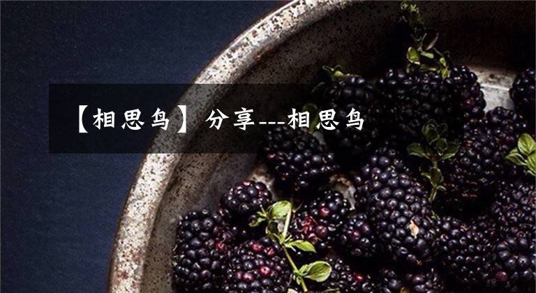 【相思鸟】分享---相思鸟