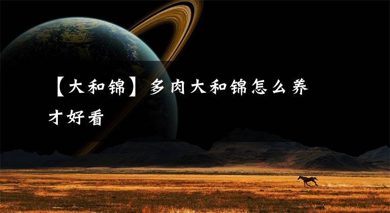 【大和锦】多肉大和锦怎么养才好看