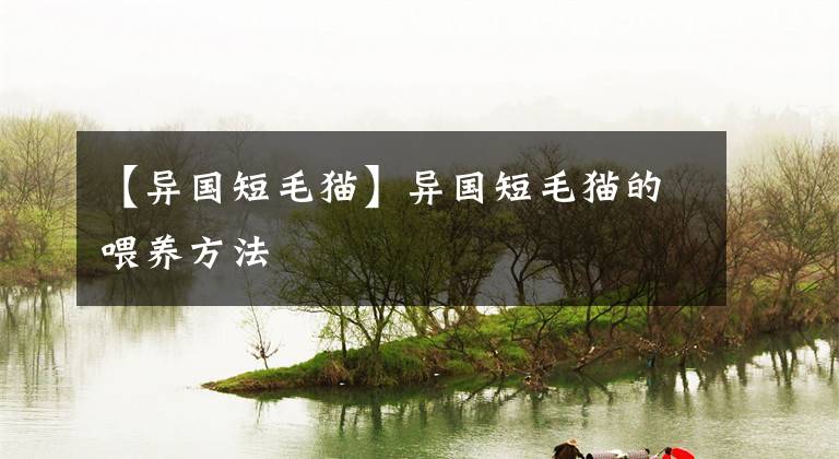 【异国短毛猫】异国短毛猫的喂养方法