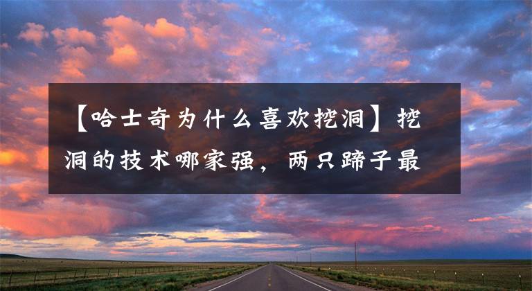 【哈士奇为什么喜欢挖洞】挖洞的技术哪家强，两只蹄子最强，狗：宝物就要挖了，再等一会儿