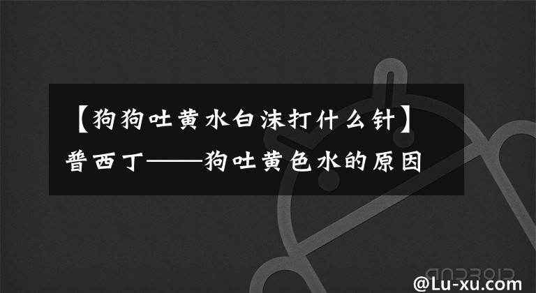 【狗狗吐黄水白沫打什么针】普西丁——狗吐黄色水的原因及治疗方法