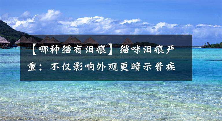 【哪种猫有泪痕】猫咪泪痕严重：不仅影响外观更暗示着疾病，六大原因有不同对策