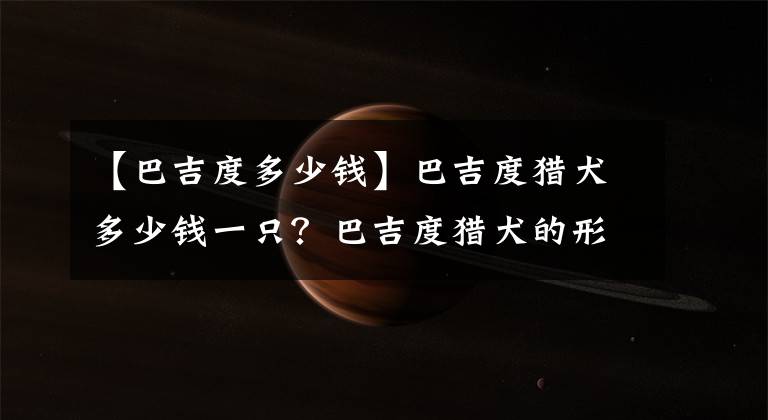 【巴吉度多少钱】巴吉度猎犬多少钱一只？巴吉度猎犬的形态特征及挑选标准