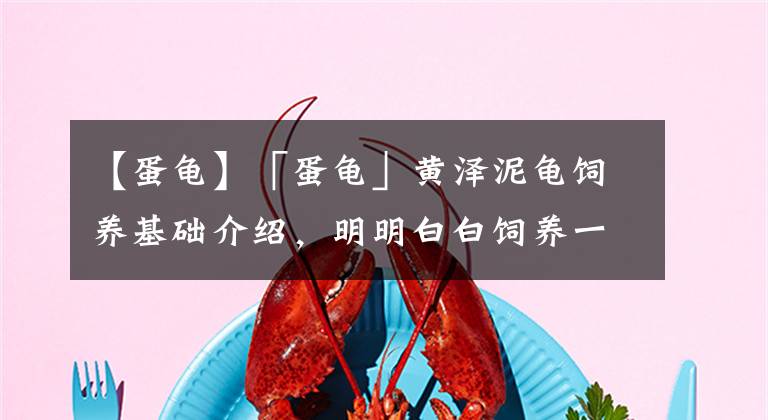 【蛋龟】「蛋龟」黄泽泥龟饲养基础介绍，明明白白饲养一只小黄泽