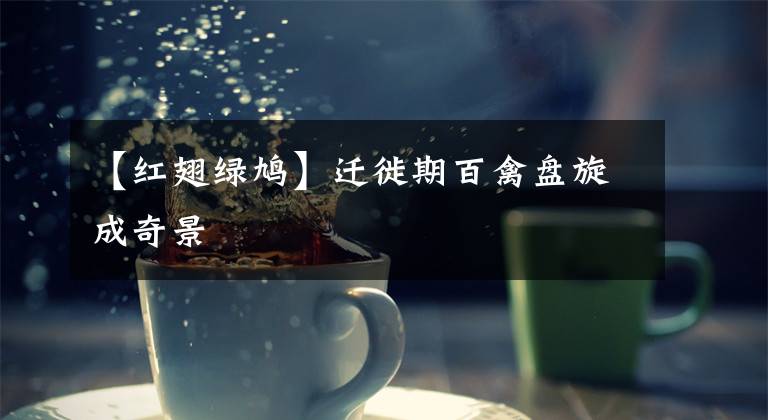 【红翅绿鸠】迁徙期百禽盘旋成奇景