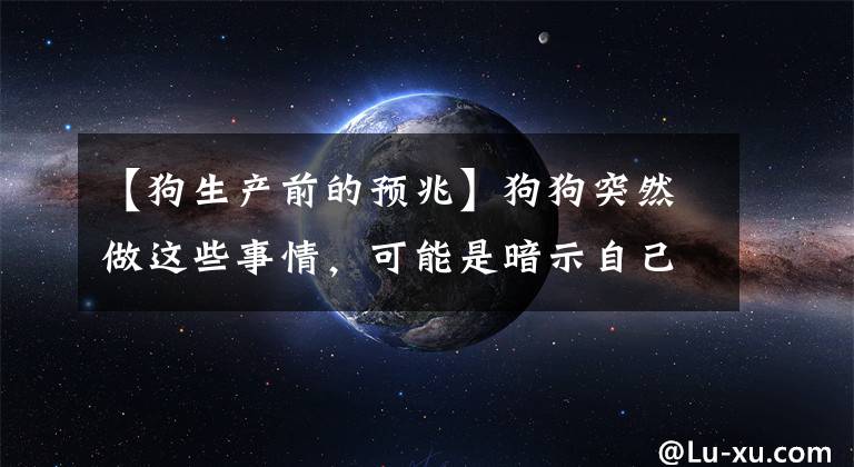 【狗生产前的预兆】狗狗突然做这些事情，可能是暗示自己快“不行”了