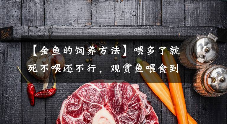 【金鱼的饲养方法】喂多了就死不喂还不行，观赏鱼喂食到底该如何操作？