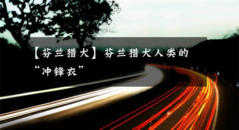 【芬兰猎犬】芬兰猎犬人类的“冲锋衣”