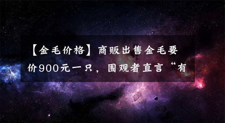 【金毛价格】商贩出售金毛要价900元一只，围观者直言“有些狮子大开口”！