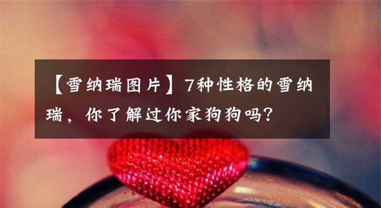 【雪纳瑞图片】7种性格的雪纳瑞，你了解过你家狗狗吗？