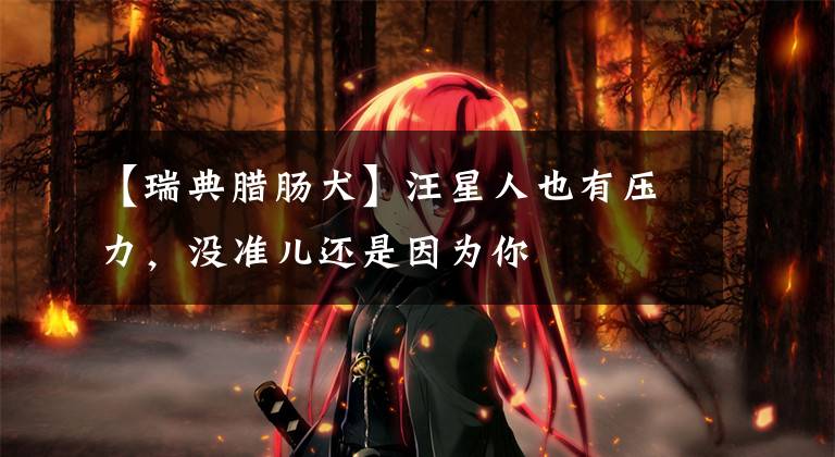 【瑞典腊肠犬】汪星人也有压力,没准儿还是因为你