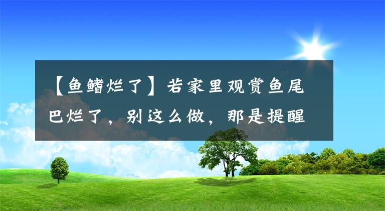 【鱼鳍烂了】若家里观赏鱼尾巴烂了,别这么做,那是提醒你鱼缸水质不行
