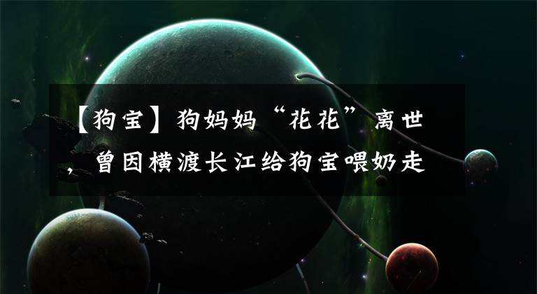 【狗宝】狗妈妈“花花”离世，曾因横渡长江给狗宝喂奶走红