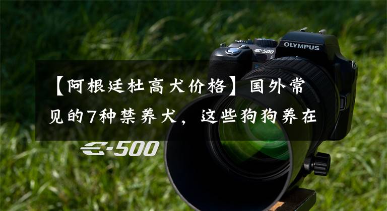【阿根廷杜高犬价格】国外常见的7种禁养犬，这些狗狗养在城市，不训练好容易咬人