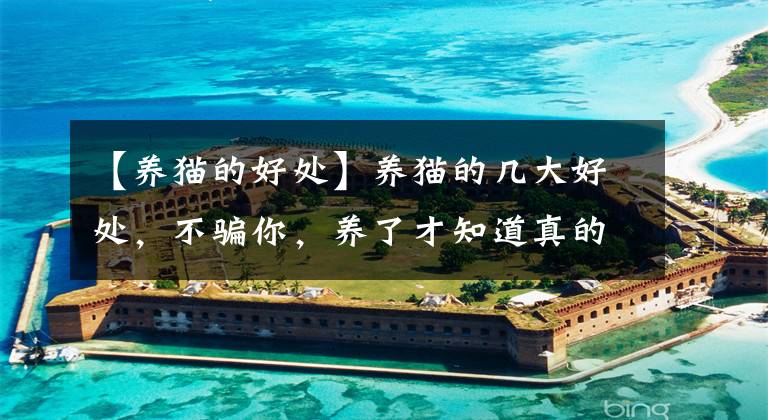 【养猫的好处】养猫的几大好处，不骗你，养了才知道真的很好