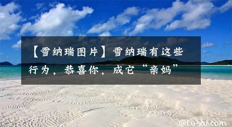 【雪纳瑞图片】雪纳瑞有这些行为,恭喜你,成它“亲妈”了