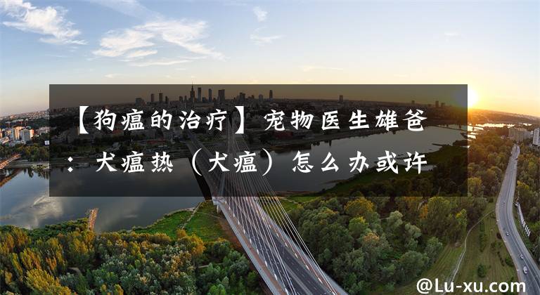 【狗瘟的治疗】宠物医生雄爸：犬瘟热（犬瘟）怎么办或许这些办法能帮到你？