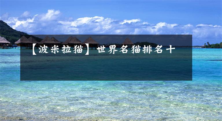 【波米拉猫】世界名猫排名十