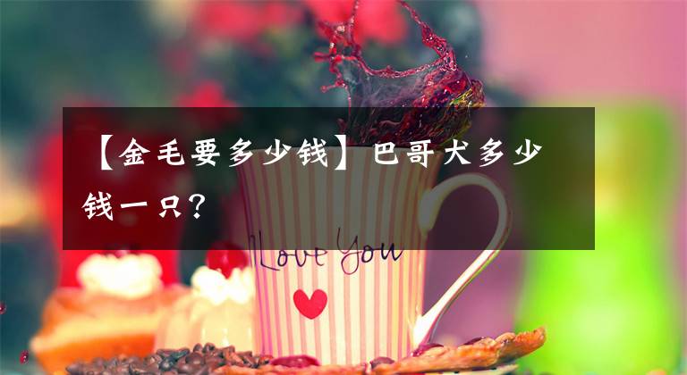 【金毛要多少钱】巴哥犬多少钱一只？