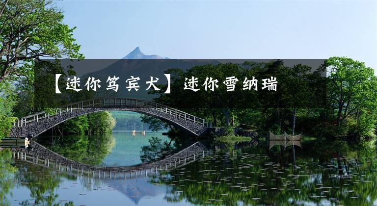 【迷你笃宾犬】迷你雪纳瑞