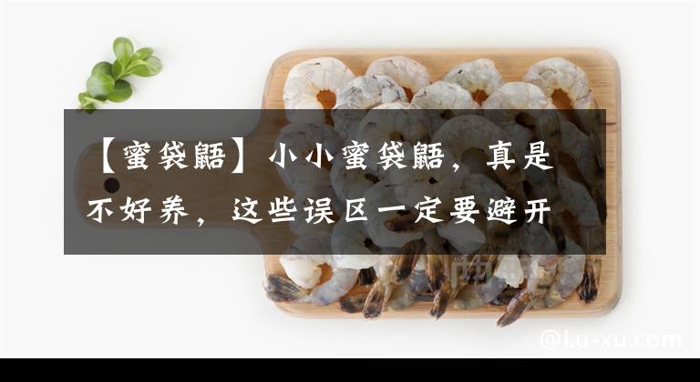 【蜜袋鼯】小小蜜袋鼯，真是不好养，这些误区一定要避开