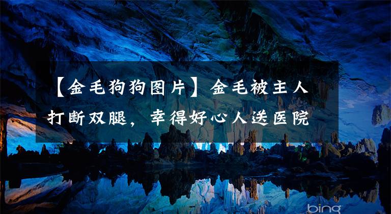 【金毛狗狗图片】金毛被主人打断双腿，幸得好心人送医院相救：一定要坚持下去