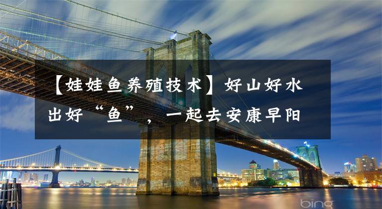 【娃娃鱼养殖技术】好山好水出好“鱼”，一起去安康早阳镇高举村看“娃娃鱼”如何养
