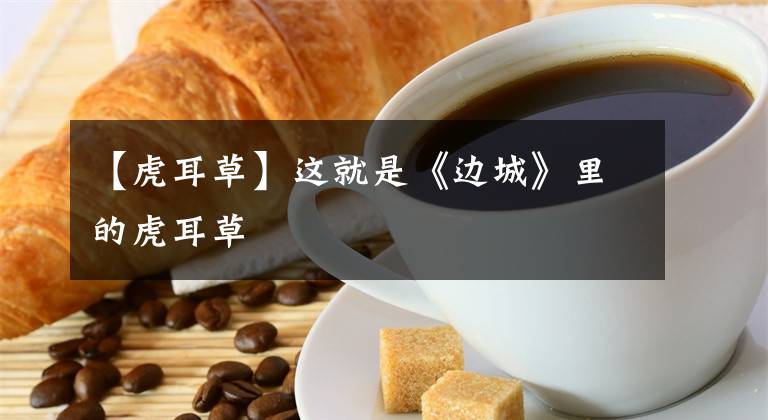 【虎耳草】这就是《边城》里的虎耳草