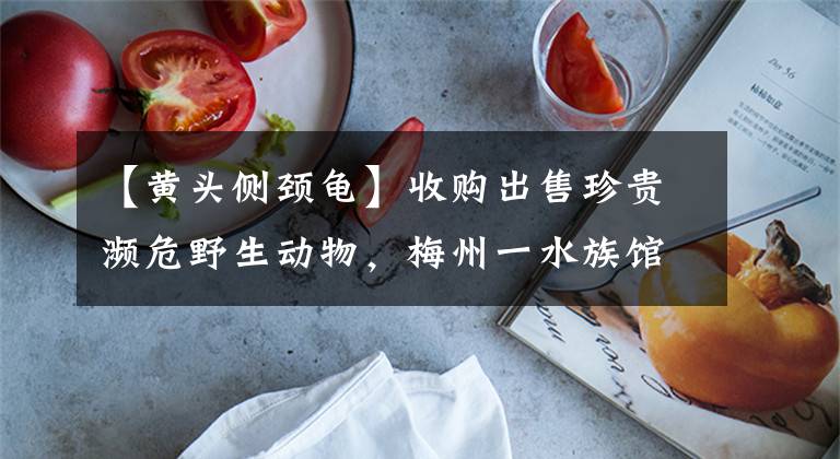 【黄头侧颈龟】收购出售珍贵濒危野生动物，梅州一水族馆老板摊上事了