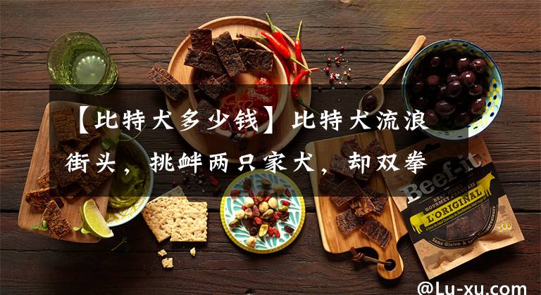 【比特犬多少钱】比特犬流浪街头,挑衅两只家犬,却双拳难敌四手,没了双耳瘸了腿