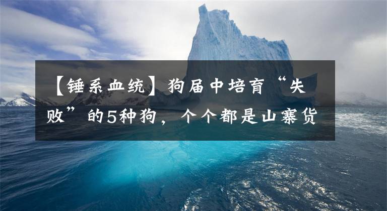 【锤系血统】狗届中培育“失败”的5种狗,个个都是山寨货