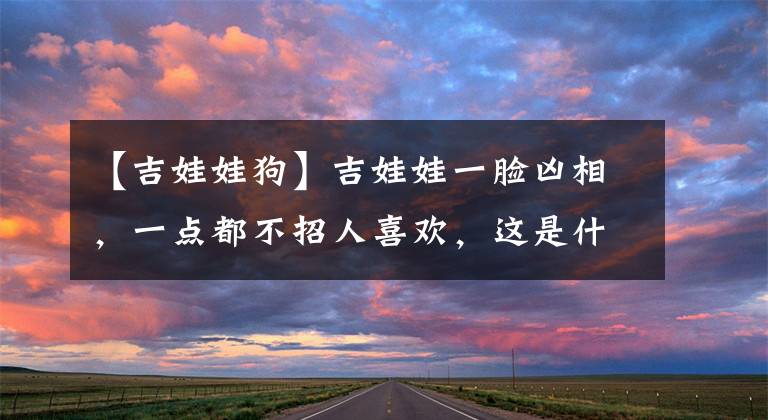 【吉娃娃狗】吉娃娃一脸凶相,一点都不招人喜欢,这是什么原因造成的?