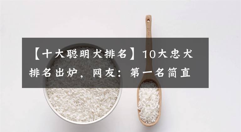 【十大聪明犬排名】10大忠犬排名出炉，网友：第一名简直实至名归