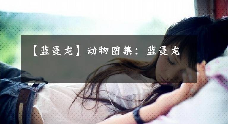 【蓝曼龙】动物图集:蓝曼龙