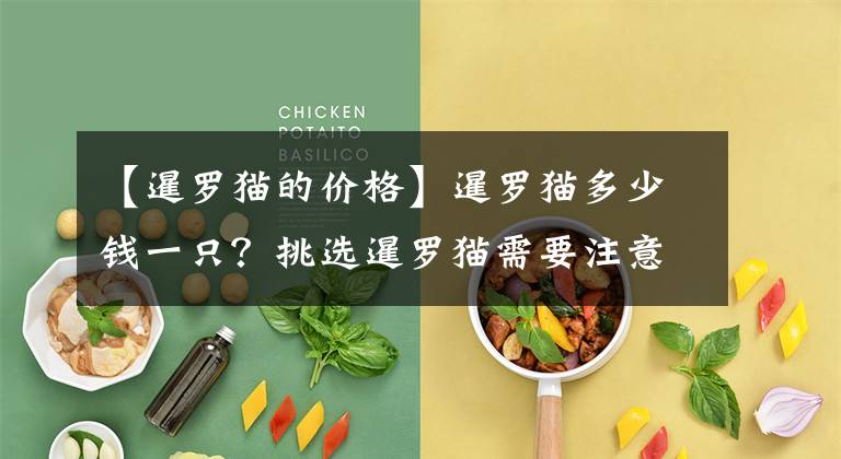 【暹罗猫的价格】暹罗猫多少钱一只？挑选暹罗猫需要注意的要点是什么？